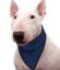 Immagine di PET BANDANA REFRIGERANTE PACIFIC BLU TG 13 XXL COLLO DA 69 A 77 CM AQUA COOLKEEPER